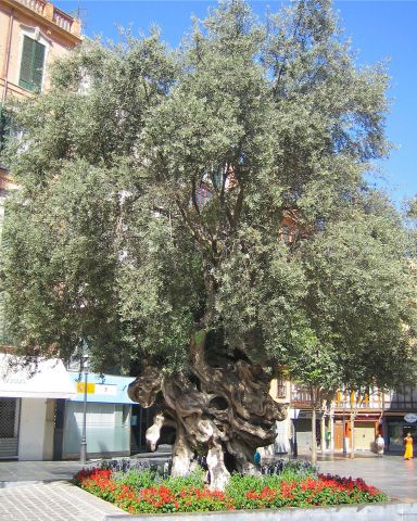 деревья на Мальорке