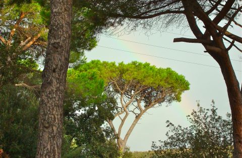 деревья в Италии