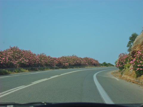 Критские деревья